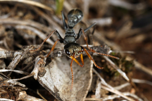 Jack jumper ant